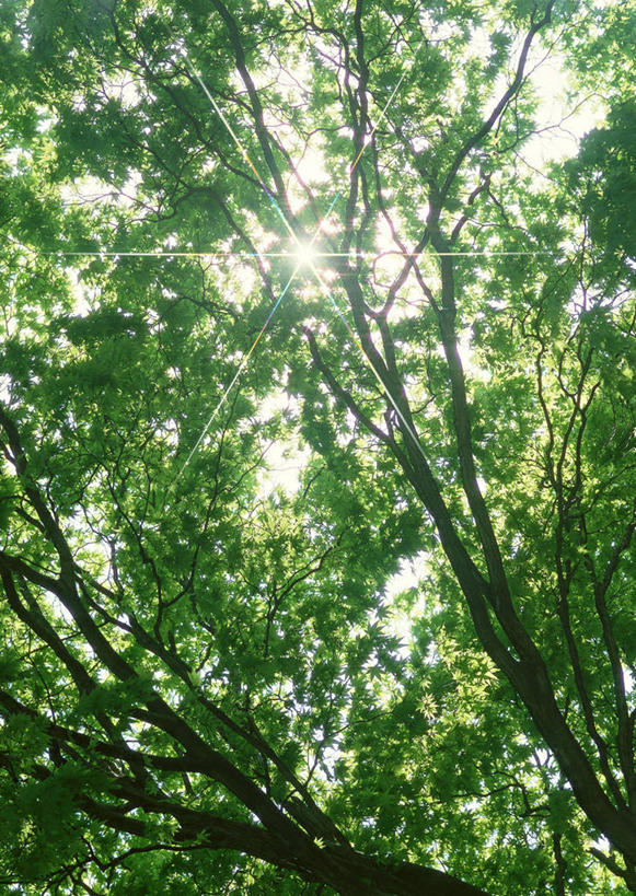无人,竖图,室外,特写,白天,正面,旅游,度假,美景,植物,榆树,叶子,北海道,日本,亚洲,阴影,光线,影子,景观,绿叶,枝条,娱乐,树,树木,树枝,阳光,自然,享受,休闲,嫩叶,景色,放松,自然风光,东亚,札幌,大通公园,日本国,北海道地方,北海道岛,县厅,虬枝,枝杈,叶,叶片,榆钱,家榆,白榆,彩图,札幌市