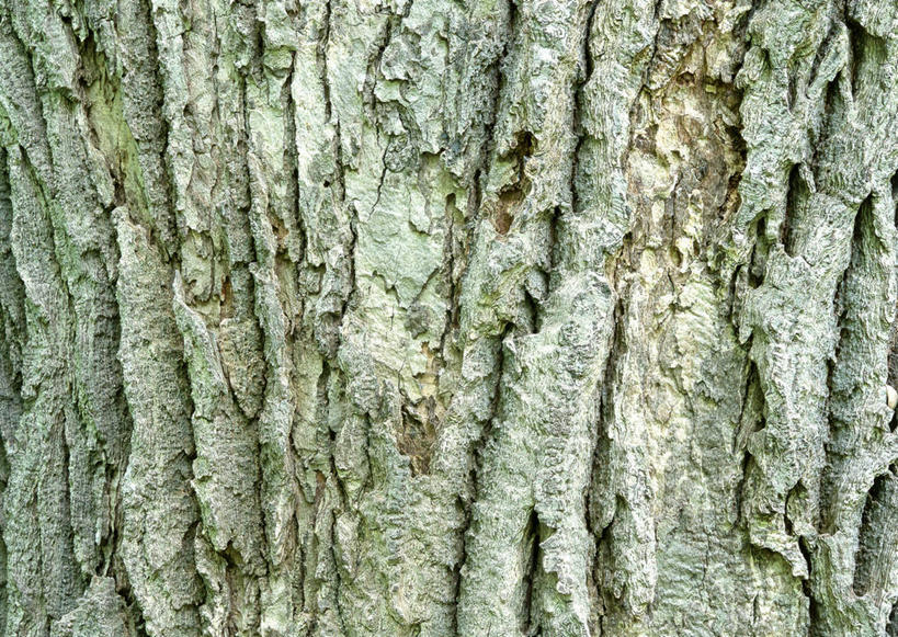 无人,横图,室外,特写,白天,正面,植物,粗糙,纹路,纹理,树皮,树桩,树,树干,树木,绿色,自然,木桩,生长,成长,毛糙,肌理,彩图,栎树,粗拙