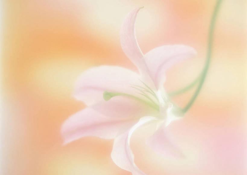 无人,横图,室内,特写,白天,正面,百合花,朦胧,模糊,盛开,花蕾,花,花瓣,花朵,鲜花,一朵,粉色,白色,花苞,花蕊,强瞿,百合蒜,倒仙,番韭,山丹,彩图
