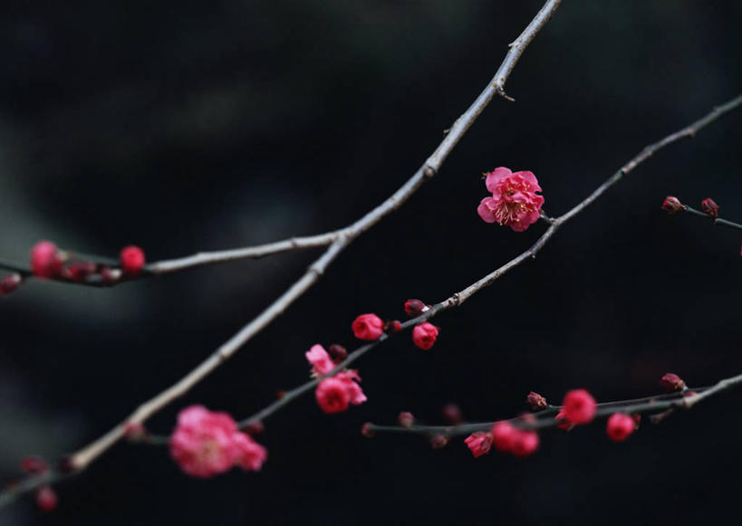 无人,横图,室外,特写,白天,正面,旅游,度假,美景,植物,京都,日本,亚洲,黑色背景,朦胧,模糊,盛开,景观,梅花,枝条,花蕾,娱乐,花,花瓣,花朵,鲜花,树,树木,树枝,红色,自然,花苞,花蕊,享受,休闲,景色,放松,京都府,高雅,坚强,自然风光,东亚,本州,本州岛,日本国,近畿地方,近畿,虬枝,枝杈,上京区,春梅,梅,彩图