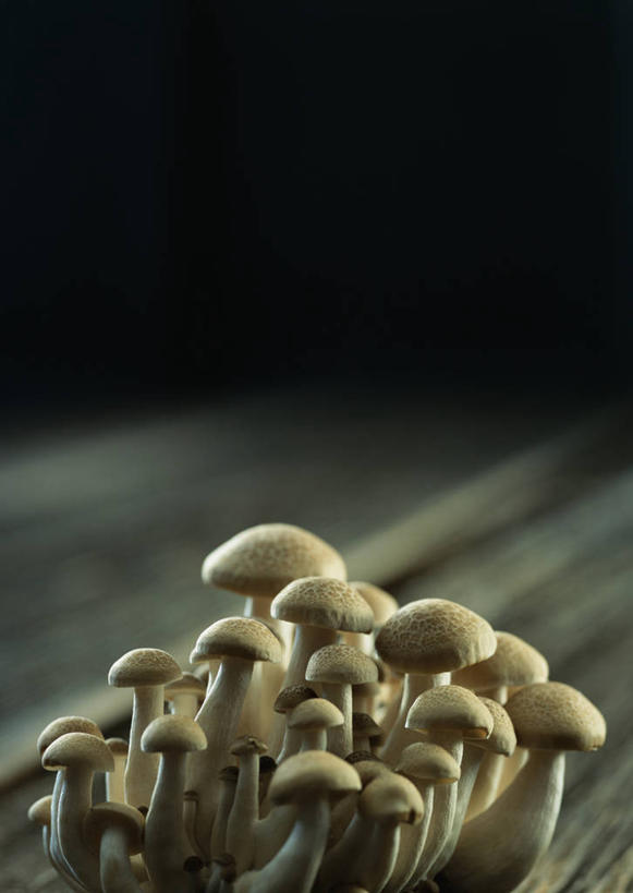 无人,竖图,俯视,室内,特写,白天,蔬菜,许多,阴影,灰色背景,新鲜,反射,影子,菌菇,食品,菌类,平菇,食物,食用菌,摄影,有机食品,绿色食品,影棚,姬菇,糙皮侧耳,侧耳,黑牡丹菇,彩图,高角度拍摄,影棚拍摄,拍摄