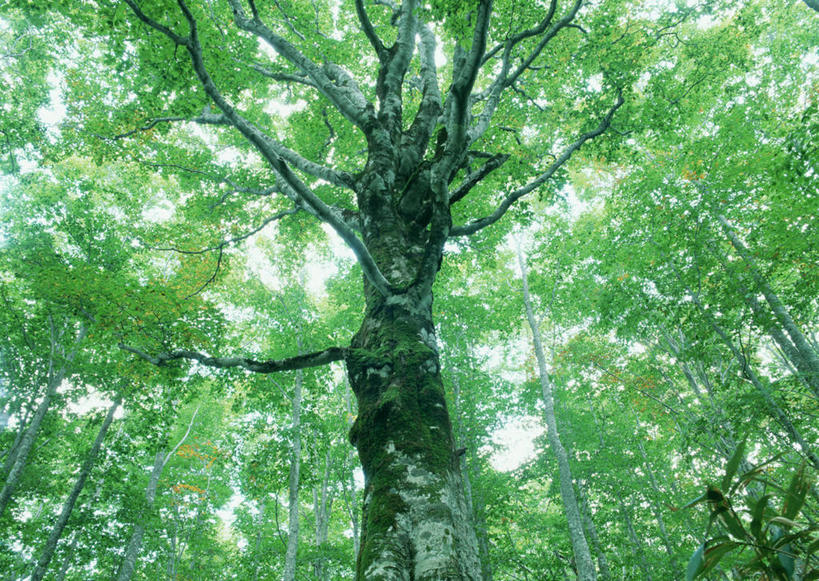 无人,横图,室外,白天,仰视,旅游,度假,美景,森林,树林,植物,日本,亚洲,阴影,光线,影子,景观,娱乐,树,树木,绿色,阳光,自然,享受,休闲,景色,放松,生长,成长,自然风光,东亚,山毛榉,本州,本州岛,日本国,东北地方,福岛,福岛县,麻栎金刚,山毛榉树,彩图,低角度拍摄,北盐原村,耶麻郡