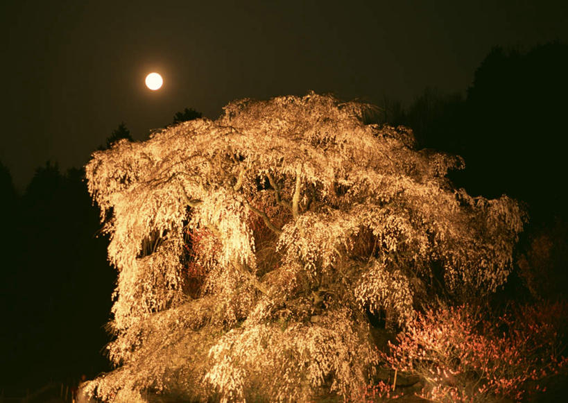 无人,横图,室外,夜晚,正面,幸福,纯洁,美景,植物,樱花,奈良县,日本,亚洲,盛开,景观,月亮,月光,花蕾,花,花瓣,花朵,鲜花,树,树木,绿色,自然,花苞,花蕊,景色,生长,成长,等待,明亮,生命,自然风光,东亚,本州,本州岛,日本国,近畿地方,奈良,近畿,仙樱花,福岛樱,青肤樱,高尚,皎洁,热烈,荆桃,彩图