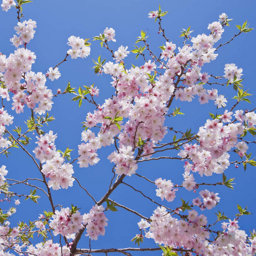 无人,方图,室外,白天,仰视,旅游,度假,幸福,纯洁,美景,植物,樱花,美国,阴影,盛开,光线,影子,景观,花蕾,娱乐,花,花瓣,花朵,鲜花,树,树木,蓝色,绿色,蓝天,天空,阳光,自然,天,花苞,花蕊,享受,休闲,景色,放松,生长,晴朗,成长,等待,北美,北美洲,生命,自然风光,美洲,万里无云,新泽西,北亚美利加洲,亚美利加洲,仙樱花,福岛樱,青肤樱,高尚,新泽西州,新州,花园之州,花园州,热烈,哈德逊县,泽西城,晴空,晴空万里,荆桃,彩图,低角度拍摄