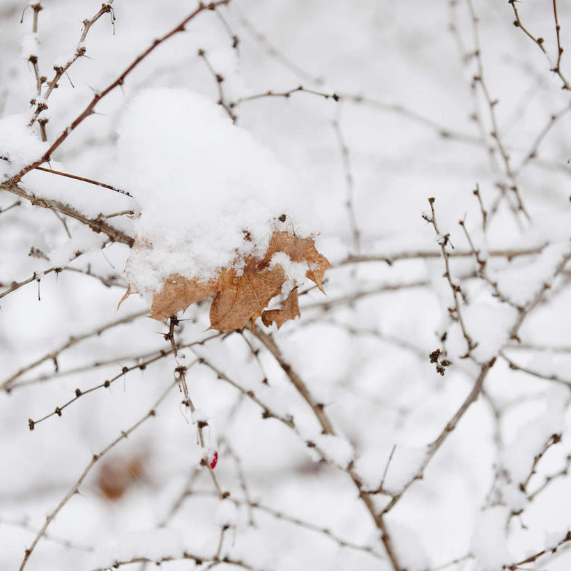 无人,方图,室外,特写,白天,正面,旅游,度假,美景,雪,植物,大雪,美国,朦胧,模糊,积雪,景观,雪景,冬季,冬天,枯枝,枝条,娱乐,树,树木,树枝,绿色,自然,享受,休闲,景色,放松,寒冷,生长,成长,北美,北美洲,自然风光,美洲,北亚美利加洲,亚美利加洲,康涅狄格,康涅狄格州,宪法之州,豆蔻之州,严寒,虬枝,枝杈,彩图