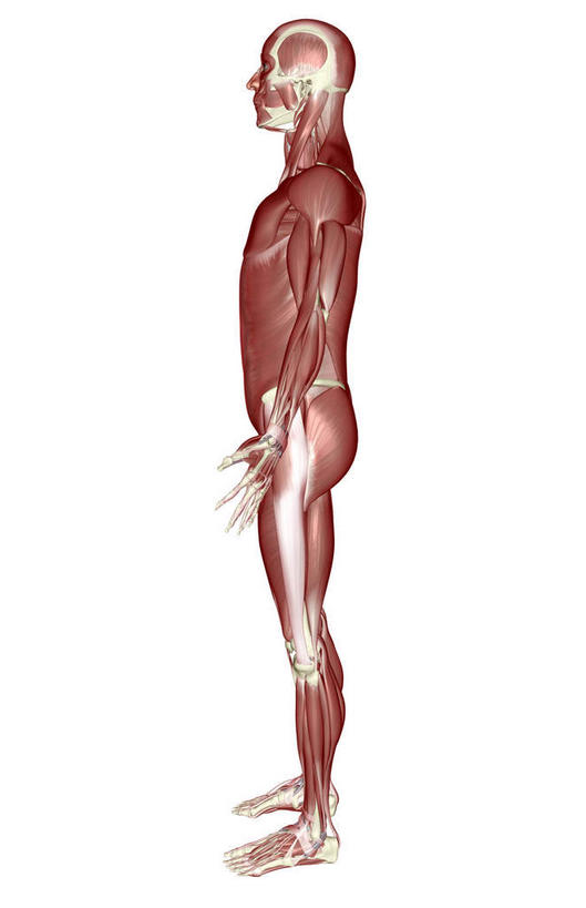 动脉,静脉,骨骼,肌肉,健壮,无人,站,竖图,插画,室内,白天,白色背景,侧面,数码,科技,静物,阴影,网络,医学,骨头,高光,几何,计算机图形,合成,图画,画,红色,模型,站着,健康,活力,力量,人体,青春,电脑合成图,数码合成图,骨架,生物学,强壮,胸肌,漫画,生理学,写实,具体,具象,外斜肌,站立,彩图,全身