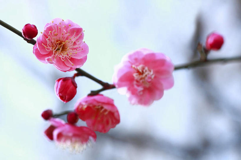 无人,横图,室外,特写,白天,仰视,旅游,度假,美景,树林,植物,东京,日本,亚洲,许多,阴影,朦胧,模糊,盛开,光线,影子,景观,梅花,枝条,花蕾,娱乐,花,花瓣,花朵,鲜花,树,树木,粉色,蓝色,绿色,蓝天,天空,阳光,自然,天,花苞,花蕊,享受,休闲,景色,放松,生长,成长,高雅,坚强,自然风光,东亚,本州,关东地方,本州岛,日本国,东京都,李树,梅,彩图,低角度拍摄
