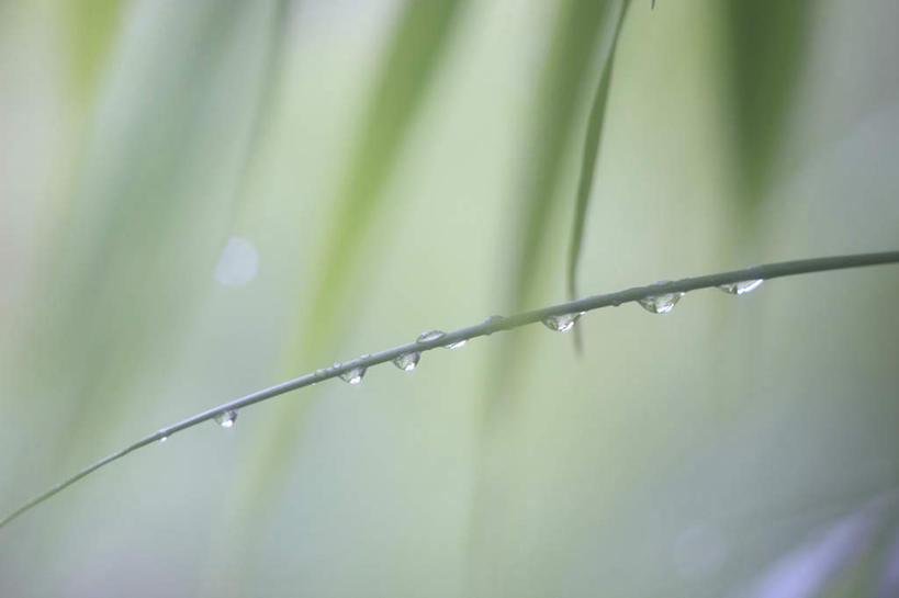 无人,横图,室外,特写,白天,正面,水,露水,叶子,大分县,日本,亚洲,阴影,朦胧,模糊,透明,光线,液体,影子,水滴,绿叶,水珠,阳光,露珠,嫩叶,生机,剔透,东亚,日本国,九州本岛,九州,九州岛,九州地方,灵动,大分,通明,叶,叶片,彩图,晶莹,坠落