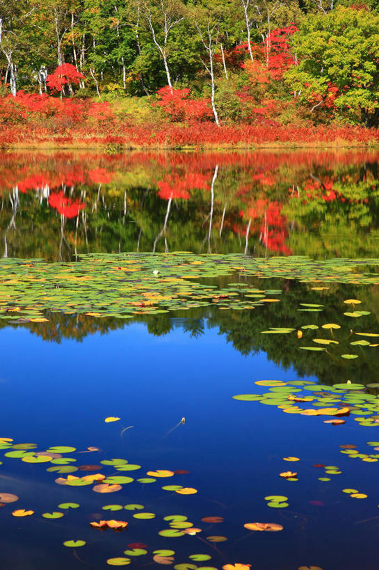 无人,竖图,室外,白天,正面,旅游,度假,湖,湖泊,美景,树林,水,植物,枫树,长野县,日本,亚洲,阴影,光线,影子,湖面,景观,水流,水面,浮萍,娱乐,树,树木,绿色,倒影,阳光,自然,湖水,享受,休闲,景色,放松,生长,成长,倒映,自然风光,水生植物,东亚,本州,本州岛,日本国,中部地方,长野,槭树,糖枫,糖槭,糖槭树,志贺高原,反照,彩图,青萍