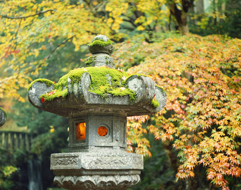 无人,横图,室外,白天,正面,美景,植物,照明,日本,亚洲,阴影,节日,朦胧,模糊,光线,灯笼,影子,景观,灯光,青苔,苔藓,文化,树,树木,绿色,自然,灯具,祈祷,健康,景色,许愿,宗教,信仰,生长,成长,纪念,祈求,照亮,照明设备,自然风光,东亚,日本国,平安,彩图,石灯笼