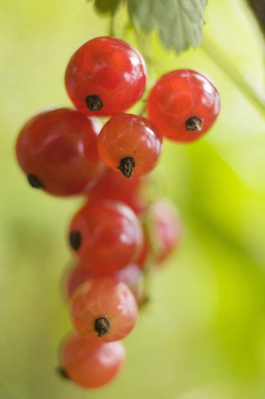 无人,竖图,室外,特写,白天,正面,植物,浆果,水果,吊挂,悬挂,朦胧,模糊,新鲜,灯笼果,生食,食品,果实,枝条,挂,树,树木,树枝,食物,红色,有机食品,绿色食品,红醋栗,虬枝,枝杈,醋栗,彩图