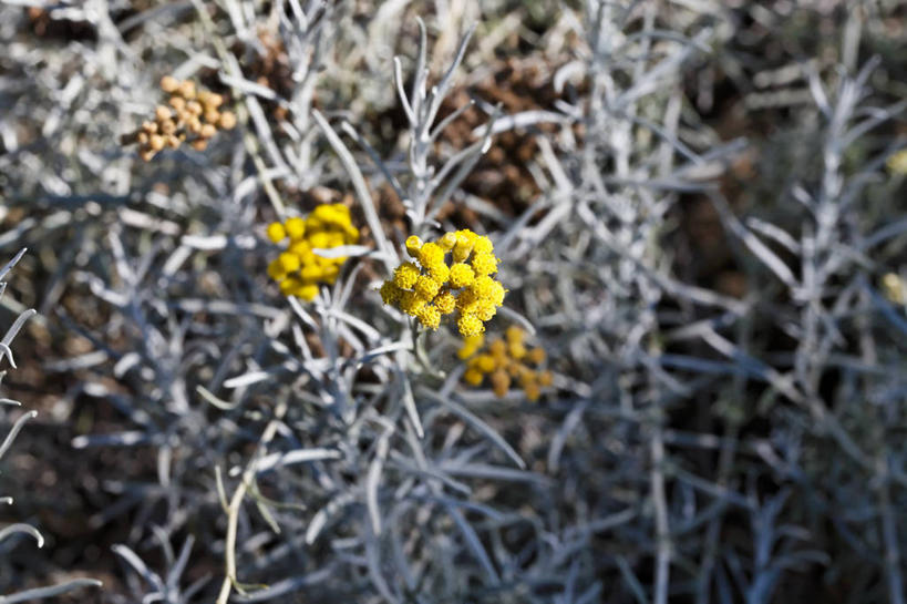 无人,横图,俯视,室外,特写,白天,植物,朦胧,模糊,盛开,草药,药草,花蕾,中药,花,花瓣,花朵,鲜花,黄色,花苞,花蕊,药材,中草药,中药材,本草,蜡菊,麦秆菊,彩图,高角度拍摄