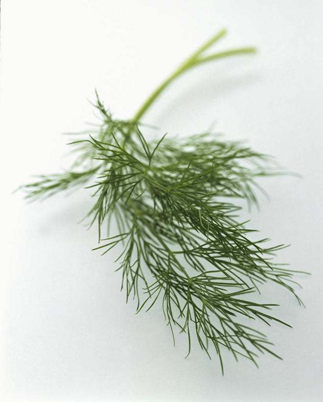 无人,竖图,俯视,室内,特写,白天,白色背景,餐桌,桌子,叶子,阴影,反射,影子,调味,香料,佐料,绿叶,嫩叶,摄影,影棚,餐台,配料,莳萝,作料,洋茴香,土茴香,叶,叶片,彩图,高角度拍摄,影棚拍摄,拍摄
