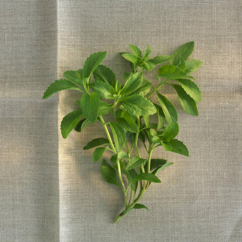 无人,方图,俯视,室内,特写,白天,植物,桌面,桌子,叶子,阴影,反射,木制,纹理,影子,绿叶,草药,药草,中药,绿色,木制品,嫩叶,摄影,影棚,药材,中草药,中药材,本草,肌理,甜叶菊,叶,叶片,叶脉,彩图,高角度拍摄,影棚拍摄,拍摄