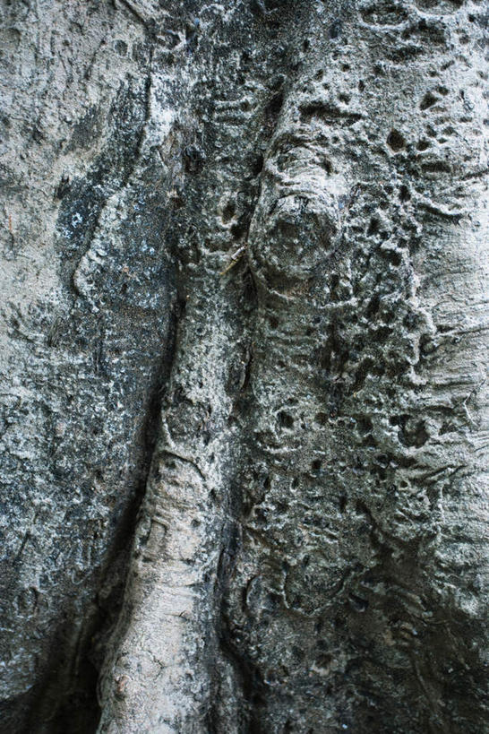 无人,竖图,黑白,室外,特写,白天,正面,旅游,度假,美景,植物,一棵,景观,树皮,娱乐,树,树木,绿色,自然,享受,休闲,景色,放松,生长,成长,自然风光