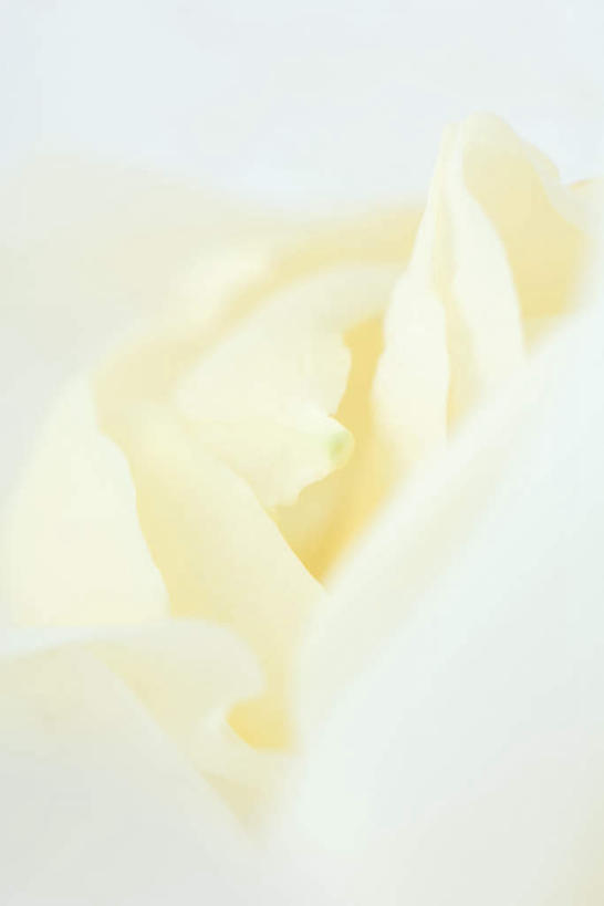 无人,竖图,俯视,室内,特写,白天,白色背景,玫瑰,盛开,花蕾,花,花瓣,花朵,鲜花,一朵,白色,花苞,花蕊,摄影,影棚,蔷薇,彩图,高角度拍摄,影棚拍摄,拍摄