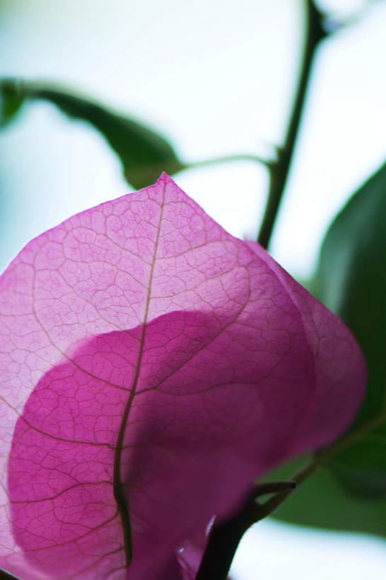 无人,竖图,室外,特写,白天,正面,花海,花圃,叶子,盛开,三角梅,花蕾,花,花瓣,花朵,鲜花,一朵,蓝色,绿色,紫色,蓝天,天空,花丛,花束,花田,天,花苞,花蕊,彩图