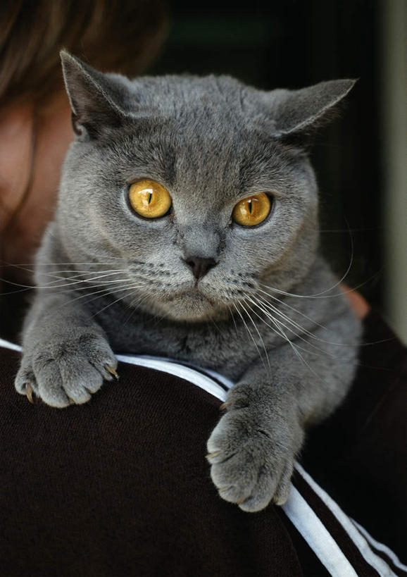 西方人,一个人,站,抱,竖图,室内,白天,宠物,猫,欧洲,欧洲人,仅一个年轻女性,仅一个女性,仅一个人,一只,背面,灰色,动物,站着,可爱,抱着,搂着,沙特尔蓝猫,夏特尔猫,年轻女性,女人,女性,白种人,搂,搂抱,站立,半身,彩图
