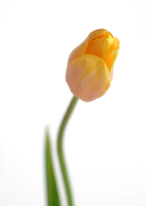 无人,竖图,室内,特写,白天,白色背景,正面,植物,郁金香,花蕾,花瓣,花朵,花卉,鲜花,一朵,黄色,花苞,摄影,影棚,郁香,洋荷花,草麝香,彩图,影棚拍摄,拍摄