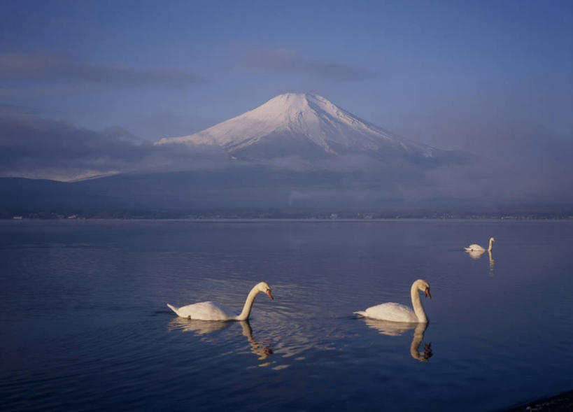 游泳,无人,横图,室外,白天,侧面,旅游,度假,湖,湖泊,火山,美景,山,水,雪,雪山,大雪,鸟,野生动物,天鹅,富士山,日本,亚洲,三只,阴影,光线,鸟类,影子,冰,湖面,积雪,景观,山峰,水流,水面,雪景,云,云朵,冬季,冬天,山峦,云彩,注视,娱乐,蓝色,白云,蓝天,天空,阳光,自然,动物,湖水,天,观察,看,享受,休闲,景色,放松,寒冷,可爱,晴朗,观看,察看,冰冷,关注,自然风光,东亚,本州,本州岛,日本国,中部地方,山梨,山梨县,严寒,冰凉,酷寒,凛冽,凛凛,极冷,泅水,拍浮,活火山,晴空,鹄,彩图,全身,南都留郡,忍野村