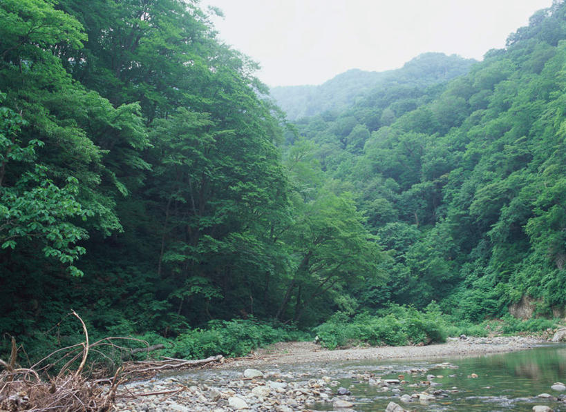 无人,横图,室外,白天,正面,旅游,度假,河流,美景,森林,树林,水,植物,日本,亚洲,河水,景观,水流,娱乐,树,树木,绿色,小溪,自然,溪水,享受,休闲,景色,放松,生长,成长,自然风光,东亚,本州,本州岛,日本国,青森,青森县,东北地方,白神山地,彩图