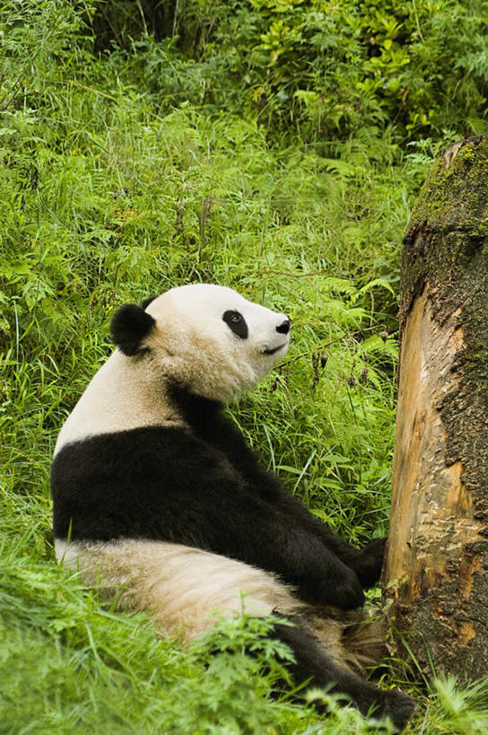 无人,坐,竖图,室外,白天,侧面,旅游,度假,美景,森林,树林,植物,野生动物,熊猫,景观,树桩,注视,娱乐,树,树干,树木,一只,绿色,白色,黑色,自然,动物,观察,看,享受,休闲,木桩,景色,放松,可爱,活泼,生长,成长,观看,察看,关注,自然风光,大熊猫,猫熊,坐着,彩图,全身