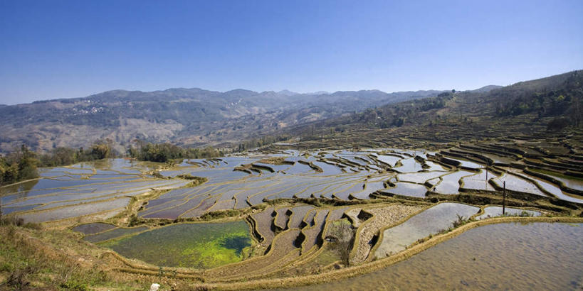 无人,农田,横图,全景,室外,白天,正面,旅游,度假,庄稼,梯田,农作物,草地,草坪,美景,山,山脉,水,天际线,植物,中国,亚洲,阴影,曲折,弯曲,光线,纹路,纹理,液体,影子,景观,山峰,水滴,谷物,水稻,山峦,娱乐,稻,云南,草,树,树木,蓝色,绿色,蓝天,天空,阳光,自然,群山,天,享受,休闲,景色,放松,蜿蜒,生长,晴朗,成长,自然风光,东亚,元阳,云南省,万里无云,肌理,中华人民共和国,西南地区,滇,红河,红河州,红河哈尼族彝族自治州,元阳县,晴空,晴空万里,彩图,耕地,庄稼田,箐口