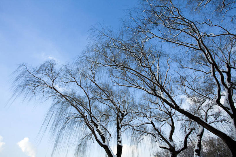 无人,公园,横图,室外,白天,仰视,旅游,度假,美景,雪,柳树,北京,中国,亚洲,覆盖,景观,冬天,娱乐,垂柳,树,蓝色,风景,天空,自然,享受,休闲,景色,放松,寒冷,冷,摄影,生长,宁静,自然风光,东亚,发展,万里无云,朝阳区,彩图,低角度拍摄,林区,红领巾公园