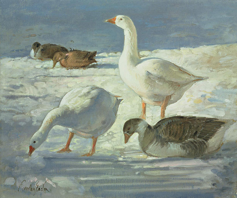 无人,站,坐,吃,横图,室内,白天,正面,绘画,美景,雪,大雪,鹅,鸟,油画,一群,许多,阴影,艺术,光线,鸟类,水鸟,影子,积雪,景观,雪景,冬季,冬天,很多,古典,注视,文化,阳光,自然,工艺品,观察,看,品味,站着,景色,寒冷,观看,美术,察看,高雅,关注,自然风光,加拿大鹅,美学,严寒,嚼,食,站立,坐着,彩图,全身