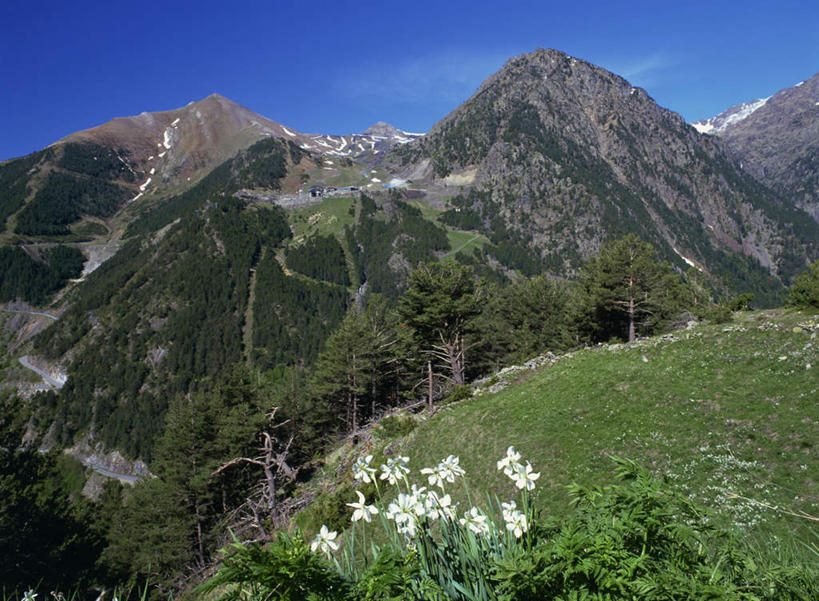 无人,横图,室外,白天,正面,旅游,度假,草地,草坪,石头,美景,山,山脉,植物,欧洲,安道尔,阴影,盛开,光线,石子,影子,景观,山顶,山峰,山峦,花蕾,娱乐,草,花,花瓣,花朵,鲜花,树,树木,蓝色,绿色,蓝天,天空,阳光,自然,群山,天,花苞,花蕊,享受,休闲,景色,放松,生长,晴朗,成长,自然风光,万里无云,颠峰,极峰,安道尔公国,石块,岩石,晴空,晴空万里,彩图