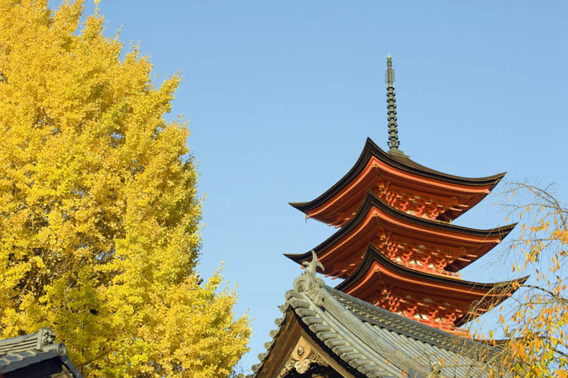 无人,寺庙,横图,室外,白天,仰视,旅游,度假,植物,标志建筑,地标,建筑,银杏树,广岛县,日本,亚洲,阴影,光线,影子,塔,娱乐,建设,宝塔,树,树木,蓝色,绿色,蓝天,天空,阳光,自然,庙宇,天,享受,休闲,旅游胜地,放松,生长,晴朗,成长,东亚,本州,万里无云,严岛神社,宫岛,本州岛,日本国,広岛,中国地方,鸭脚树,浮图,浮屠,严岛,晴空,晴空万里,银杏,公孙树,白果,彩图,低角度拍摄,庙,寺