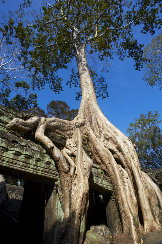无人,寺庙,竖图,室外,白天,仰视,旅游,度假,植物,标志建筑,地标,建筑,柬埔寨,亚洲,阴影,节日,朦胧,模糊,光线,瓦片,影子,屋顶,枝条,燃烧,顶棚,瓦,文化,娱乐,建设,树,树木,树枝,蓝色,蓝天,天空,阳光,香火,庙宇,天,祈祷,享受,休闲,健康,旅游胜地,放松,许愿,宗教,建造,东南亚,信仰,晴朗,纪念,祈求,屋瓦,万里无云,高棉,塔普伦寺,塔布茏寺,柬埔寨王国,吉蔑,虬枝,枝杈,平安,晴空,晴空万里,彩图,低角度拍摄,庙,寺