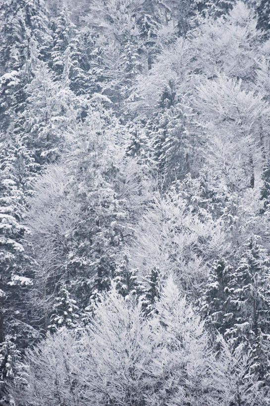 无人,竖图,室外,白天,正面,旅游,度假,美景,雪,植物,大雪,德国,欧洲,积雪,景观,雪景,冬季,冬天,霜,娱乐,树,树木,绿色,自然,享受,休闲,景色,放松,寒冷,生长,成长,西欧,自然风光,落叶树,德意志联邦共和国,严寒,巴伐利亚,巴伐利亚州,拜恩州,拜恩自由州,特格尔恩湖,针叶树,彩图