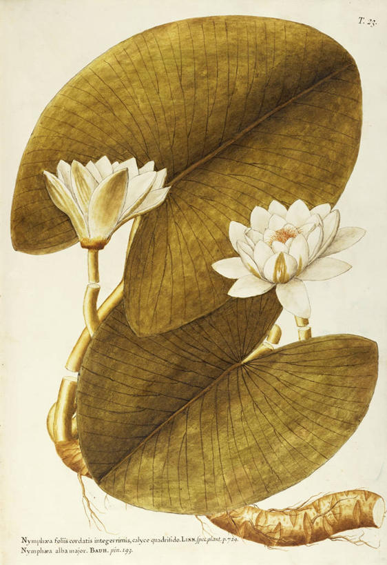 无人,竖图,插画,绘画,数码,科技,植物,睡莲,叶子,阴影,艺术,网络,根部,高光,几何,计算机图形,合成,图画,画,花,花朵,自然,摄影,英文字母,颜料,美术,电脑合成图,数码合成图,生物学,合成图,草本,水生植物,漫画,18世纪,写实,具体,具象,美术工艺,彩图,白睡莲