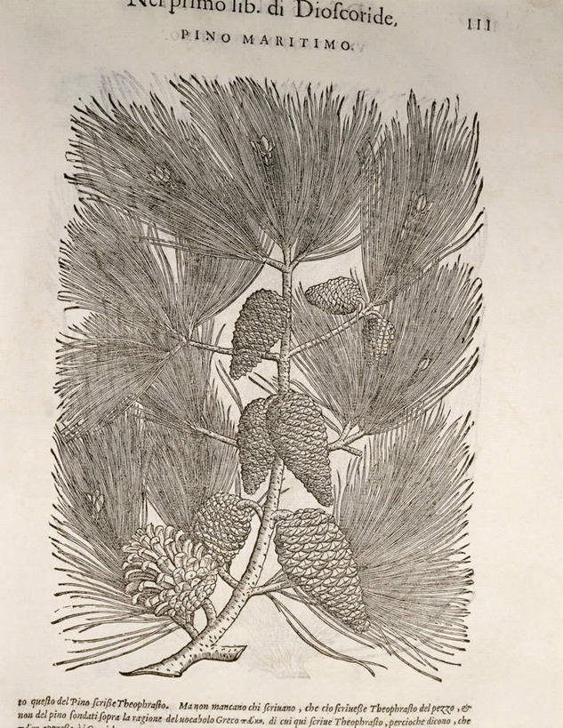 无人,竖图,插画,特写,白色背景,数码,科技,美景,植物,松树,阴影,网络,景观,松果,种子,高光,几何,计算机图形,合成,图画,画,树,一个,自然,景色,摄影,生长,单个,电脑合成图,数码合成图,生物学,合成图,清新,自然风光,手艺,漫画,写实,具体,具象,松木,美术工艺,彩图,海岸松