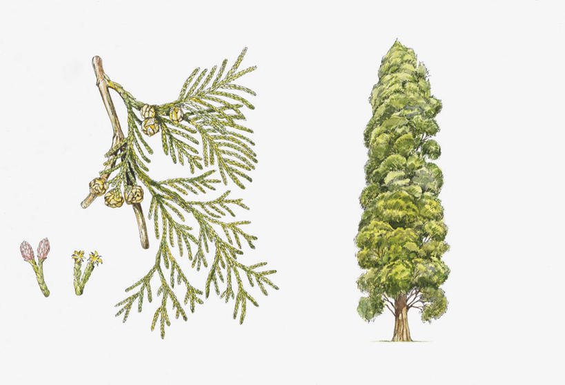 无人,横图,插画,白色背景,数码,科技,柏树,叶子,阴影,科学,网络,雪松,种子,高光,几何,计算机图形,合成,图画,画,花,树,白色,四个,电脑合成图,数码合成图,生物学,合成图,漫画,写实,具体,具象,濒危物种,针叶树,彩图,丝柏