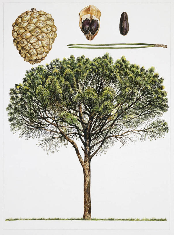 无人,竖图,插画,白色背景,数码,科技,植物,松树,水果,叶子,阴影,网络,松果,种子,高光,几何,计算机图形,合成,图画,画,草,树,自然,电脑合成图,数码合成图,生物学,合成图,坚定,漫画,写实,具体,具象,长寿,贞洁,伞松,彩图,防火树,金松