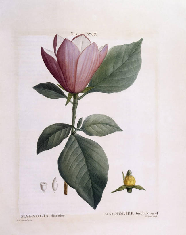 无人,竖图,白色背景,植物,玉兰花,叶子,科学,枝,花,白色,自然,摄影,环境,生物学,辛夷,木兰花,嫩枝,玉兰,应春花,木兰,白玉兰,玉树,彩图,望春,玉堂春