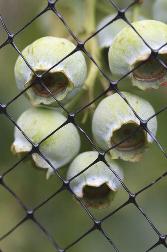 无人,菜园,农田,竖图,室外,特写,白天,庄稼,农作物,美景,植物,浆果,蓝莓,蔬菜,水果,五个,许多,网,景观,食品,铁丝网,设备,饮食,物品,自然,景色,摄影,保护,环境,金属丝,清新,自然风光,健康食物,休闲活动,彩图,耕地,庄稼田