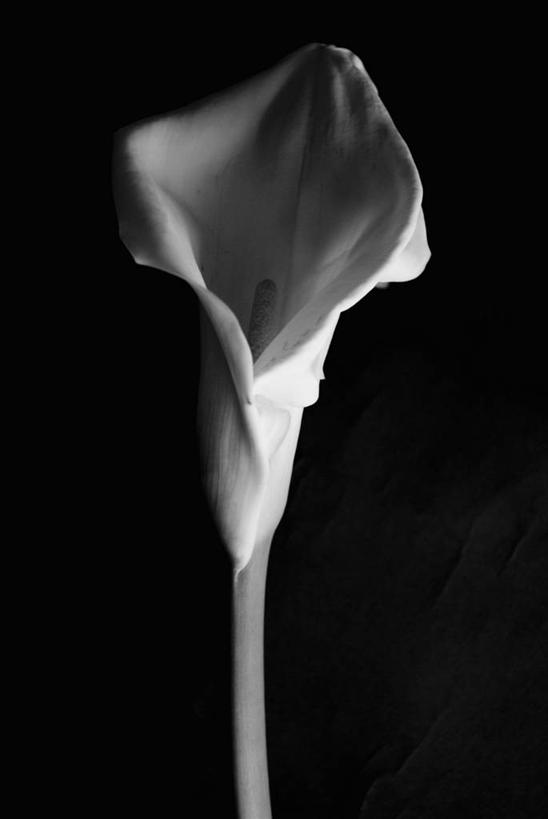 无人,竖图,室内,特写,静物,黑色背景,盛开,茎,图像,花蕾,花,花瓣,花朵,鲜花,一朵,一个,黑色,花苞,花蕊,概念,摄影,单个,脆弱,简单,雌蕊,构图,想法,彩图,影棚拍摄,时空