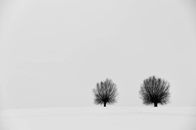 无人,横图,室外,特写,白天,留白,雪,柳树,比利时,地形,冬天,天气,自然,寒冷,摄影,宁静,林堡,彩图,独处