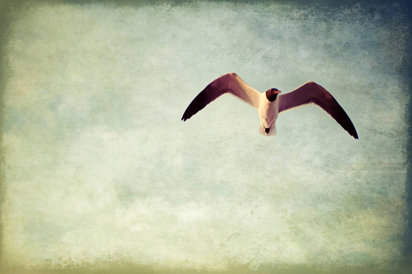 无人,横图,室外,白天,自由,海鸥,野生动物,云,注视,飞,天空,自然,观察,看,摄影,观看,察看,优美,关注