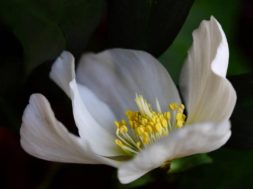 无人,横图,室外,特写,白天,德国,盛开,花蕾,花,花瓣,花朵,鲜花,一朵,白色,花苞,花蕊,摄影,脆弱,雄蕊,清新,法兰克福,彩图