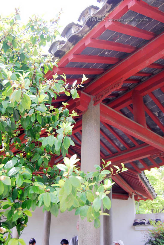 无人,竖图,室外,白天,仰视,植物,建筑,阴影,光线,瓦片,影子,屋顶,顶棚,瓦,树,树木,绿色,阳光,自然,建造,生长,成长,屋瓦,彩图,低角度拍摄,shxw1