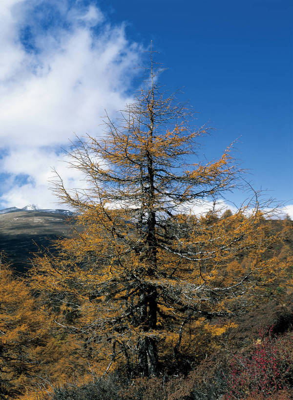 摄影师,竖图,彩色,照片,室外,旅游,山,香格里拉,中国,光线,云,云朵,云彩,云南,东方,风景,蓝天,阳光,自然,天,概念,远景,安静,摄影,大自然,空旷,自然风光,自然现象,摄像师,地貌,幽静,白茫雪山,bj174