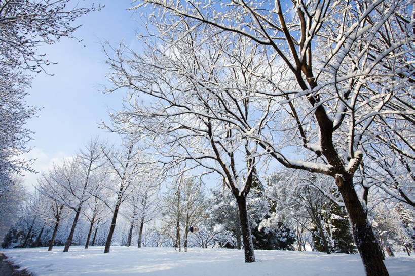 无人,公园,横图,室外,白天,旅游,度假,美景,森林,树林,雪,北京,中国,亚洲,覆盖,脚印,结冰,景观,冬天,娱乐,树,蓝色,风景,天空,自然,享受,休闲,景色,放松,寒冷,冷,摄影,生长,宁静,自然风光,东亚,发展,万里无云,朝阳区,彩图,林区,红领巾公园,bj175