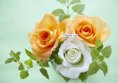 tkf001_101281