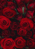 tkf001_104666