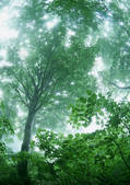 tkf001_108625