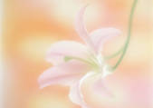 tkf001_118660